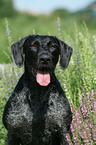 Deutsch Drahthaar Portrait