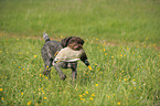 Deutsch Drahthaar bei der Jagd