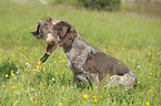 Deutsch Drahthaar bei der Jagd