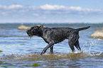 Deutsch Drahthaar im Wasser