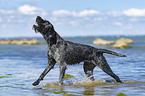 Deutsch Drahthaar im Wasser