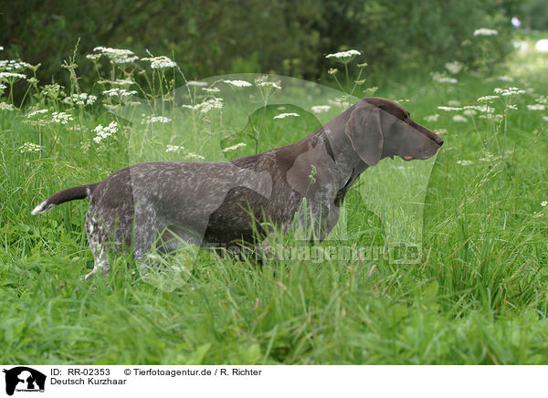 Deutsch Kurzhaar / German Shorthaired Pointer / RR-02353