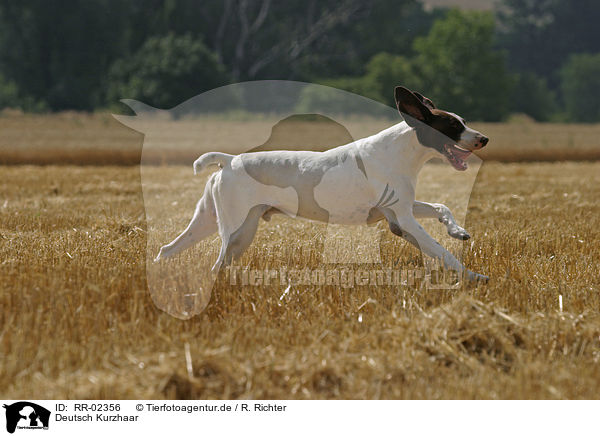 Deutsch Kurzhaar / German Shorthaired Pointer / RR-02356