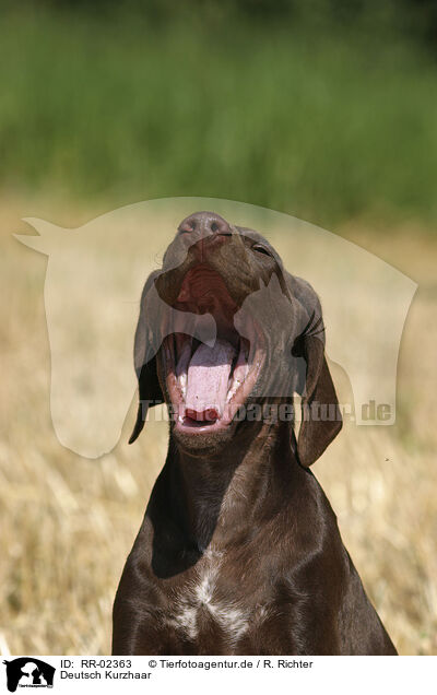 Deutsch Kurzhaar / German Shorthaired Pointer / RR-02363