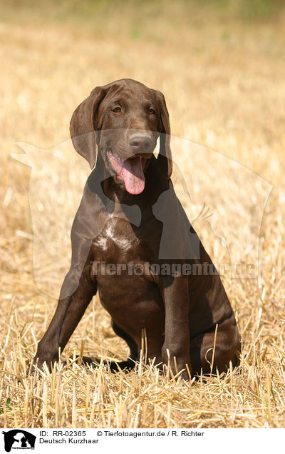 Deutsch Kurzhaar / German Shorthaired Pointer / RR-02365