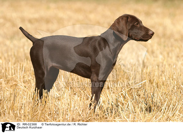 Deutsch Kurzhaar / German Shorthaired Pointer / RR-02366