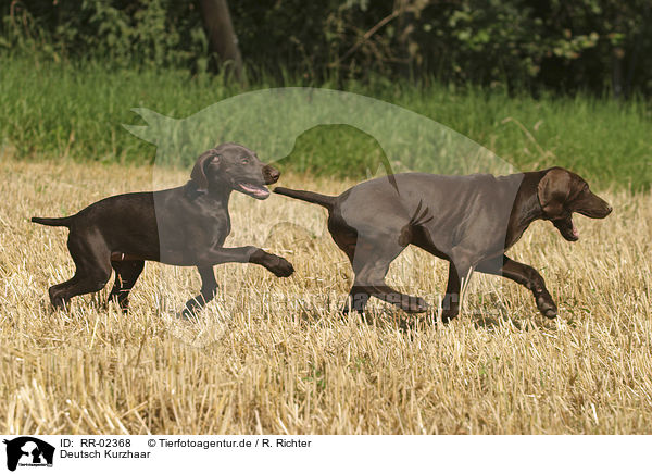 Deutsch Kurzhaar / German Shorthaired Pointer / RR-02368