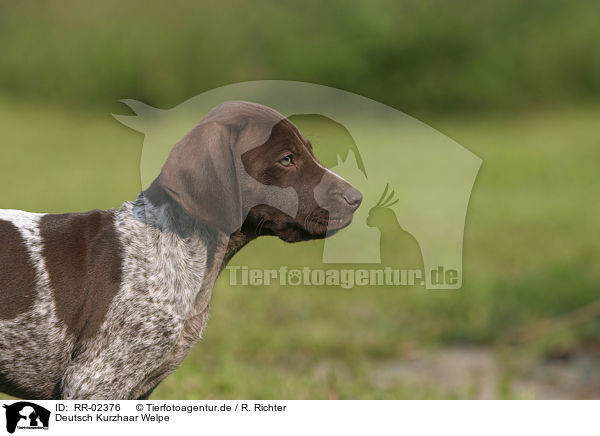 Deutsch Kurzhaar Welpe / German Shorthaired Pointer puppy / RR-02376