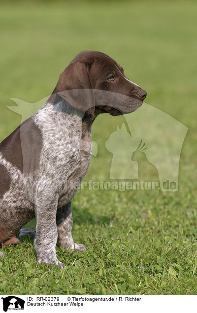Deutsch Kurzhaar Welpe / German Shorthaired Pointer puppy / RR-02379