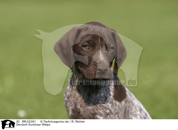 Deutsch Kurzhaar Welpe / German Shorthaired Pointer puppy / RR-02381