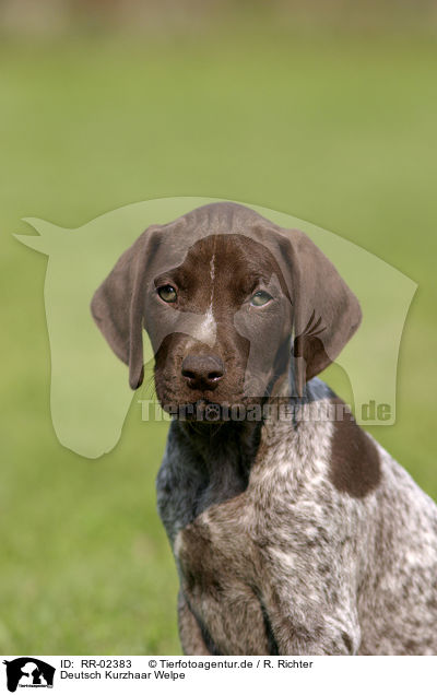Deutsch Kurzhaar Welpe / German Shorthaired Pointer puppy / RR-02383