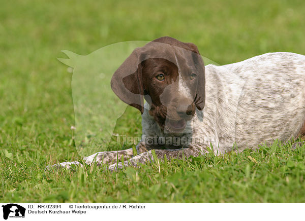 Deutsch Kurzhaar Welpe / German Shorthaired Pointer Puppy / RR-02394