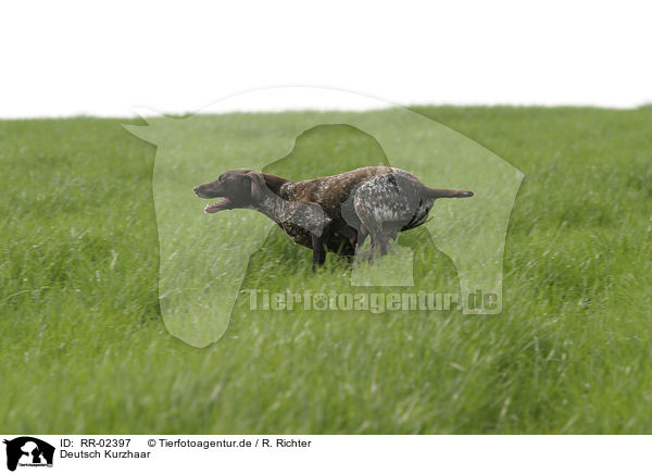 Deutsch Kurzhaar / German Shorthaired Pointer / RR-02397
