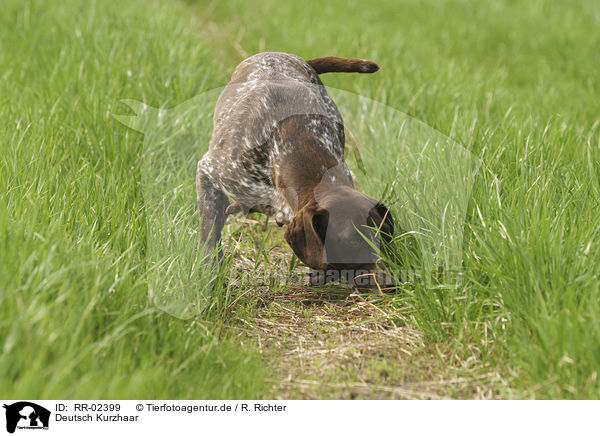 Deutsch Kurzhaar / German Shorthaired Pointer / RR-02399