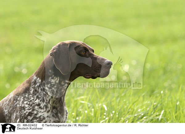 Deutsch Kurzhaar / German Shorthaired Pointer Portrait / RR-02402