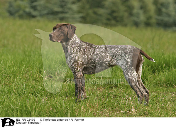 Deutsch Kurzhaar / German Shorthaired Pointer / RR-02405