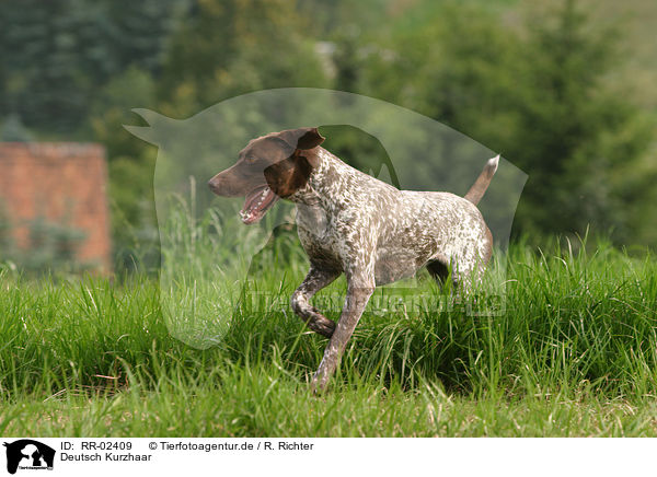 Deutsch Kurzhaar / German Shorthaired Pointer / RR-02409