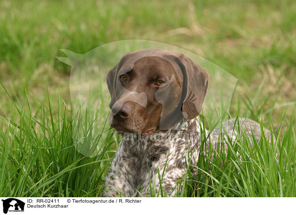 Deutsch Kurzhaar / German Shorthaired Pointer Portrait / RR-02411