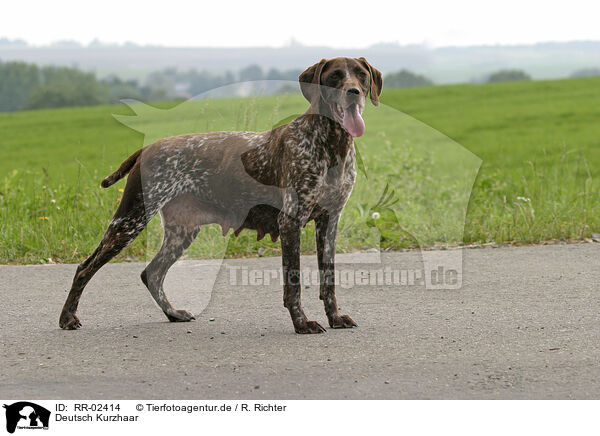 Deutsch Kurzhaar / German Shorthaired Pointer / RR-02414