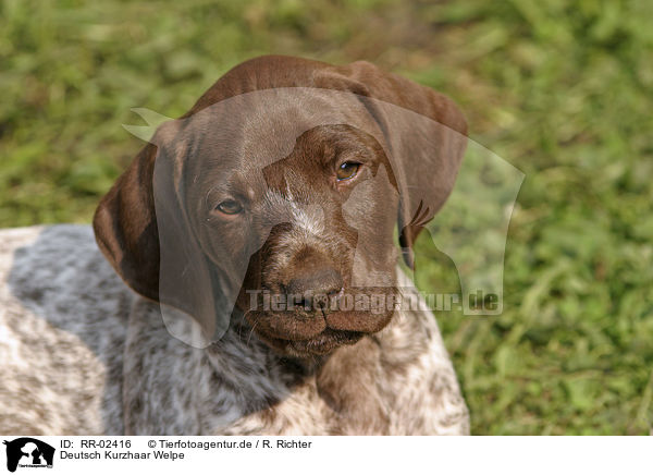 Deutsch Kurzhaar Welpe / German Shorthaired Pointer puppy / RR-02416