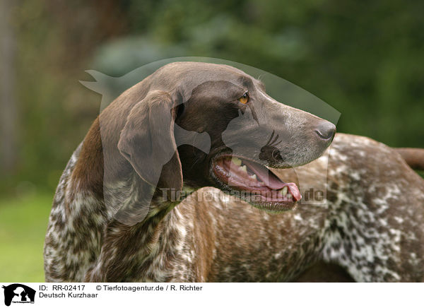 Deutsch Kurzhaar / German Shorthaired Pointer / RR-02417