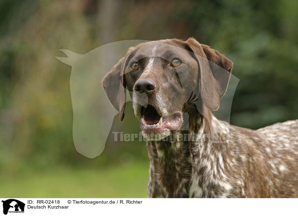 Deutsch Kurzhaar / German Shorthaired Pointer Portrait / RR-02418