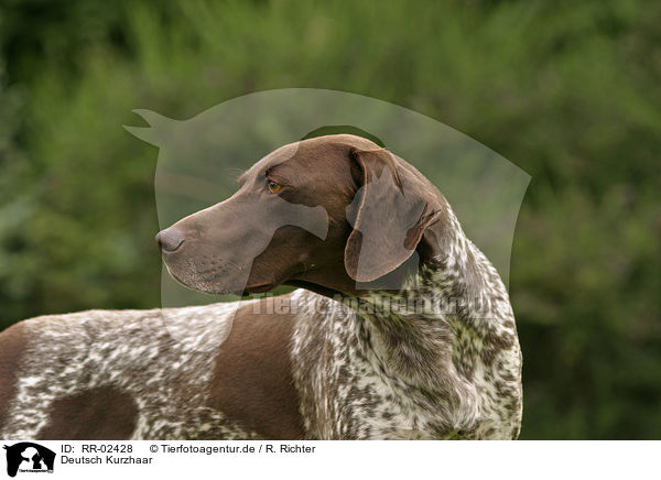 Deutsch Kurzhaar / German Shorthaired Pointer Portrait / RR-02428