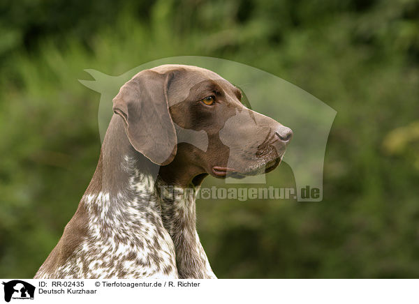 Deutsch Kurzhaar / German Shorthaired Pointer Portrait / RR-02435