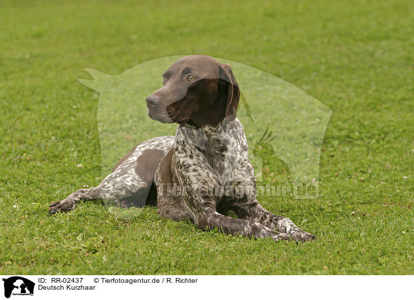 Deutsch Kurzhaar / German Shorthaired Pointer / RR-02437