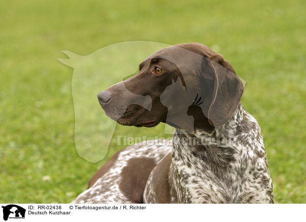 Deutsch Kurzhaar / German Shorthaired Pointer / RR-02438