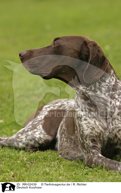 Deutsch Kurzhaar / German Shorthaired Pointer / RR-02439