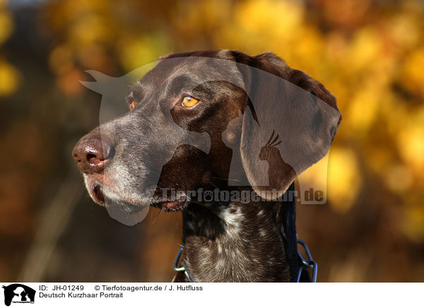 Deutsch Kurzhaar Portrait / German Shorthaired Pointer / JH-01249