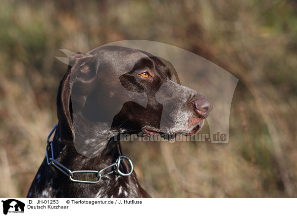 Deutsch Kurzhaar / german shorthaired Pointer / JH-01253