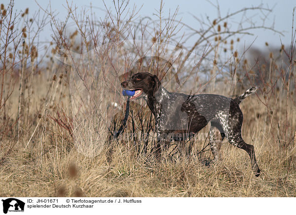 spielender Deutsch Kurzhaar / playing German Shorthaired Pointer / JH-01671