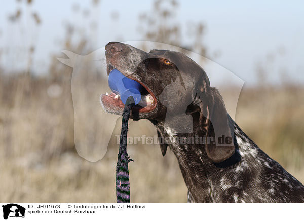 spielender Deutsch Kurzhaar / playing German Shorthaired Pointer / JH-01673