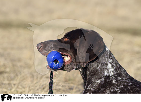 spielender Deutsch Kurzhaar / playing German Shorthaired Pointer / JH-01684