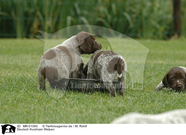 Deutsch Kurzhaar Welpen / German Wirehaired Pointer / MR-01060