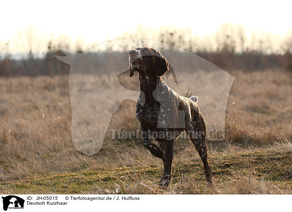 Deutsch Kurzhaar / German shorthaired pointer / JH-05015