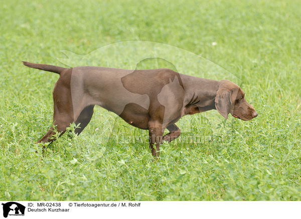 Deutsch Kurzhaar / German Shorthaired Pointer / MR-02438