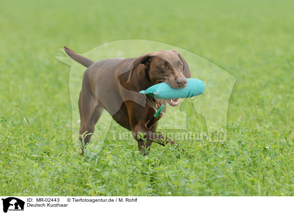 Deutsch Kurzhaar / German Shorthaired Pointer / MR-02443