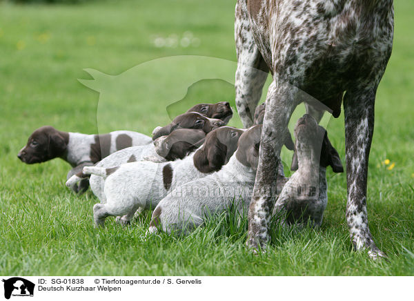 Deutsch Kurzhaar Welpen / German Shorthaired Pointer Puppies / SG-01838