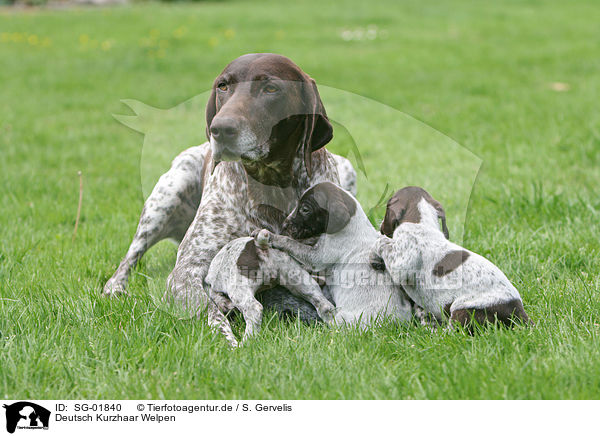 Deutsch Kurzhaar Welpen / German Shorthaired Pointer Puppies / SG-01840
