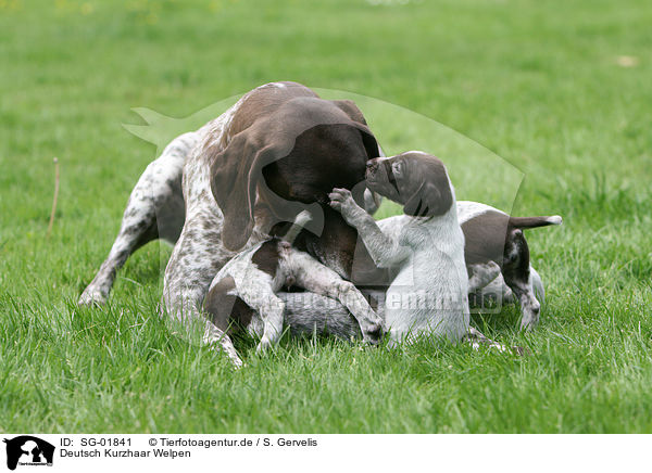 Deutsch Kurzhaar Welpen / German Shorthaired Pointer Puppies / SG-01841