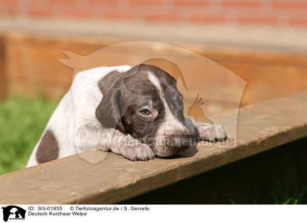 Deutsch Kurzhaar Welpe / German Shorthaired Pointer Puppy / SG-01855