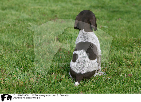 Deutsch Kurzhaar Welpe / German Shorthaired Pointer Puppy / SG-01858