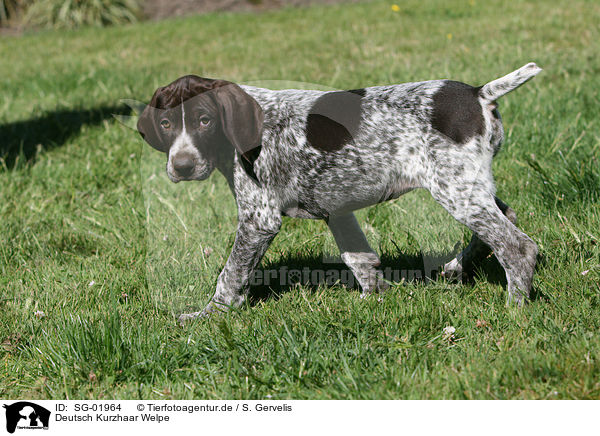 Deutsch Kurzhaar Welpe / German Shorthaired Pointer Puppy / SG-01964