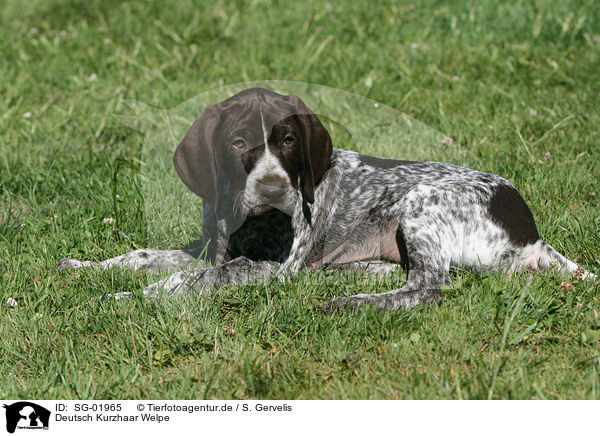 Deutsch Kurzhaar Welpe / German Shorthaired Pointer Puppy / SG-01965