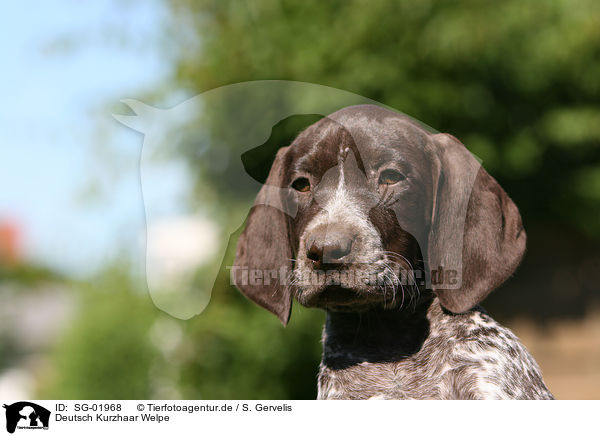 Deutsch Kurzhaar Welpe / German Shorthaired Pointer Puppy / SG-01968