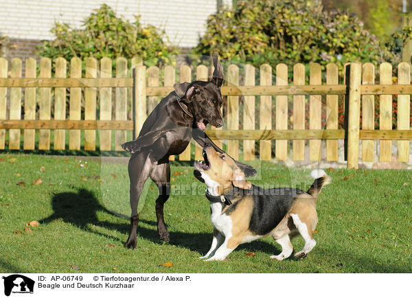 Beagle und Deutsch Kurzhaar / Beagle and German shorthaired Pointer / AP-06749