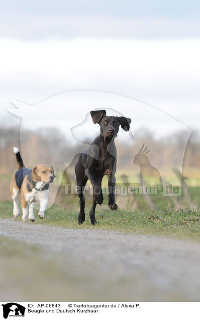 Beagle und Deutsch Kurzhaar / Beagle and German shorthaired Pointer / AP-06843